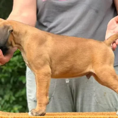 Fawn male 4 litter L