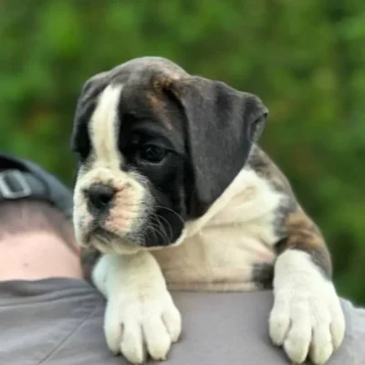 Brindle female 3 litter M