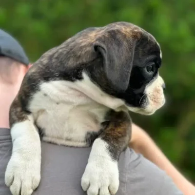 Brindle female 3 litter M