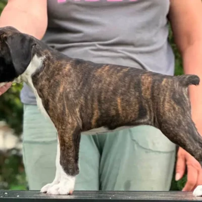 Brindle female 3 litter M