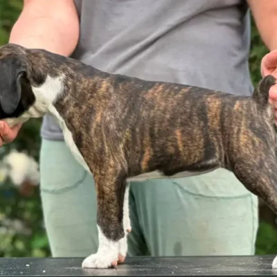 Brindle female 3 litter M