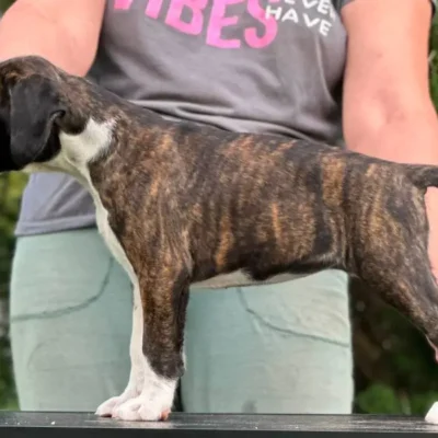 Brindle female 3 litter M