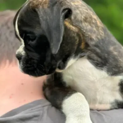 Brindle female 4 litter M