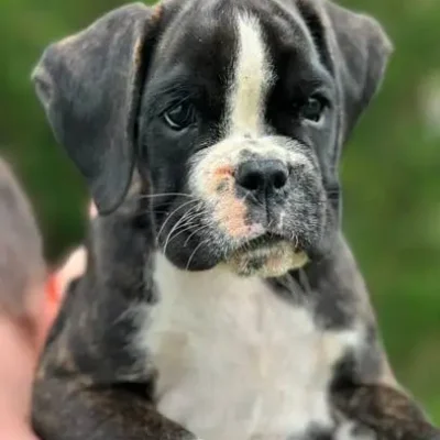 Brindle female 4 litter M