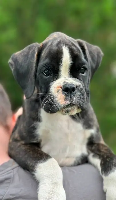 Brindle female 4 litter M