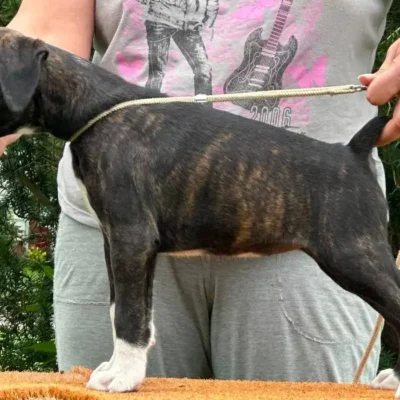 Brindle female 4 litter M