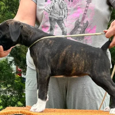 Brindle female 4 litter M