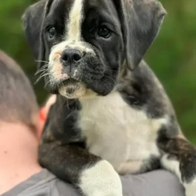 Brindle female 4 litter M