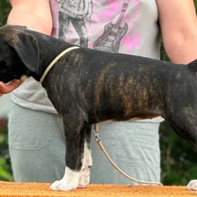 Brindle female 4 litter M