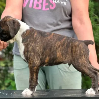 Brindle male 1 litter M