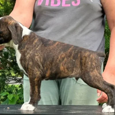 Brindle male 1 litter M