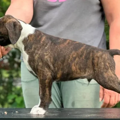 Brindle male 1 litter M