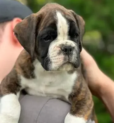 Brindle male 2 litter M