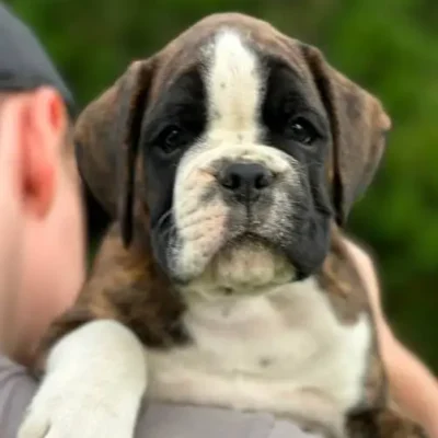 Brindle male 2 litter M