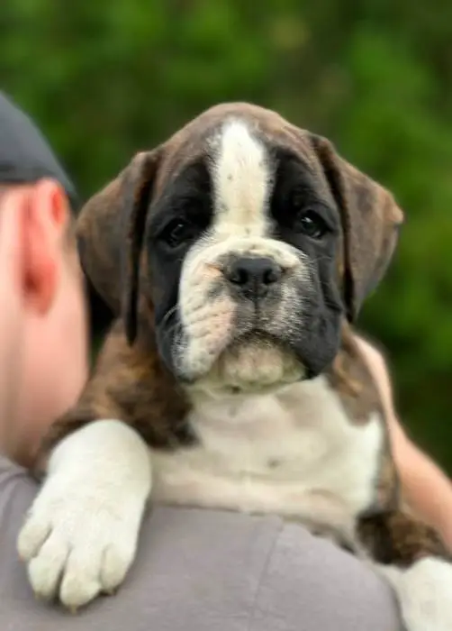 Brindle male 2 litter M