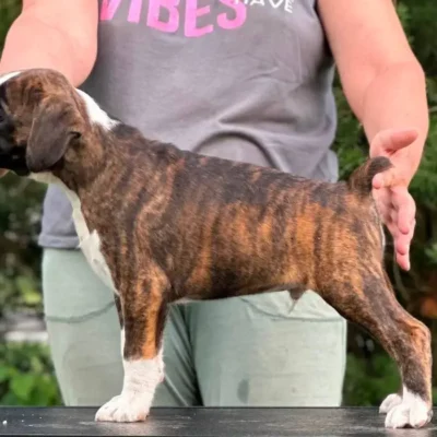 Brindle male 2 litter M