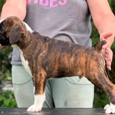 Brindle male 2 litter M