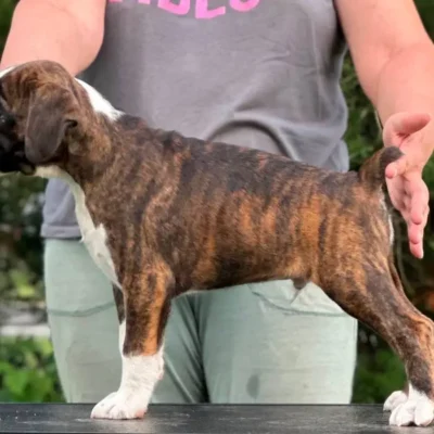 Brindle male 2 litter M