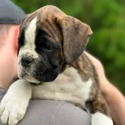 Brindle male 2 litter M
