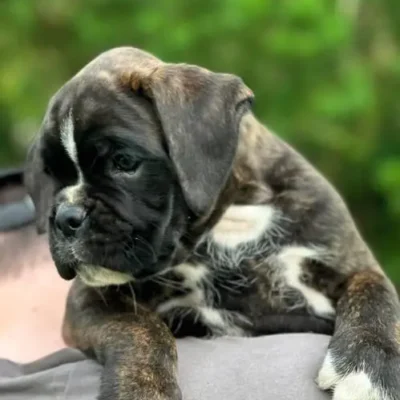 Brindle male 3 litter M