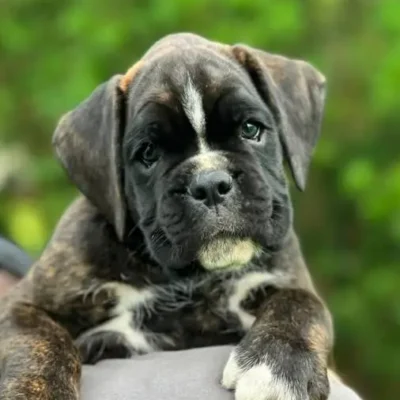 Brindle male 3 litter M
