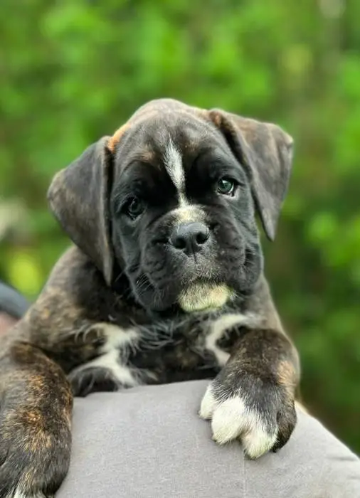 Brindle male 3 litter M