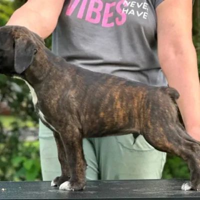 Brindle male 3 litter M