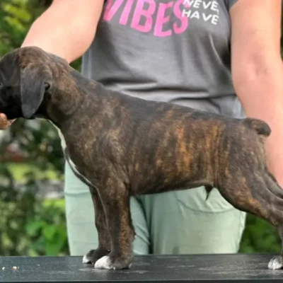 Brindle male 3 litter M