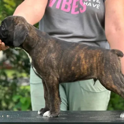 Brindle male 3 litter M