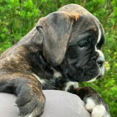 Brindle male 3 litter M