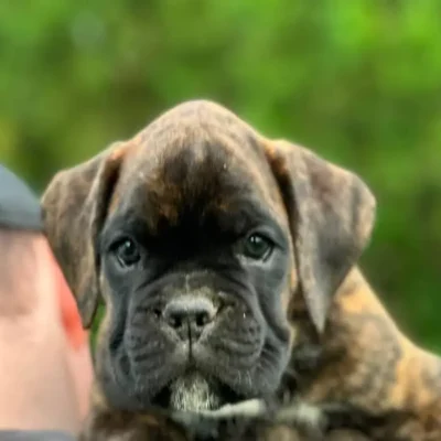 Brindle male 4 litter M