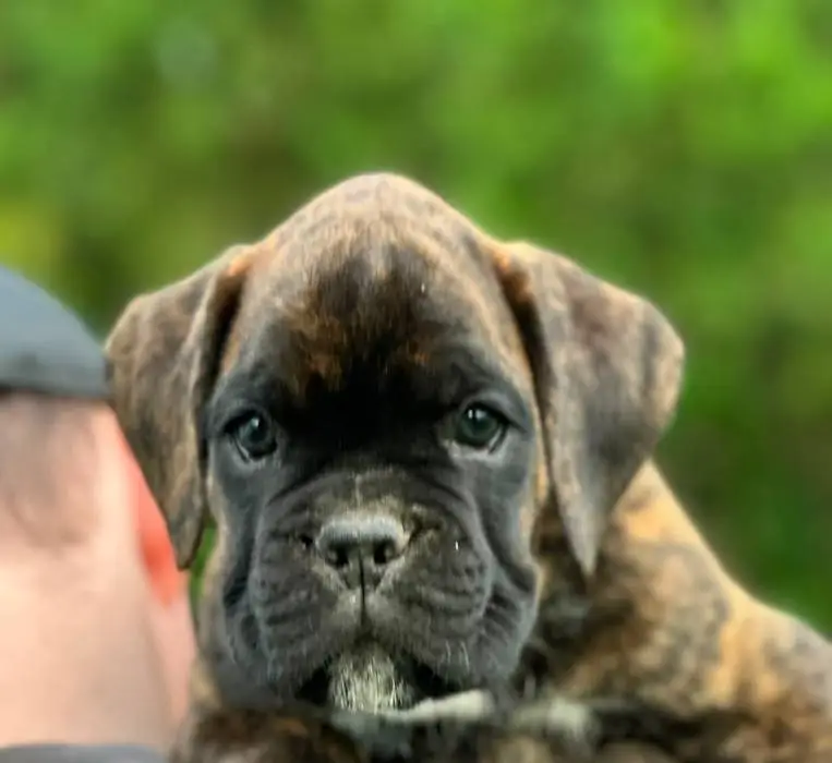 Brindle male 4 litter M