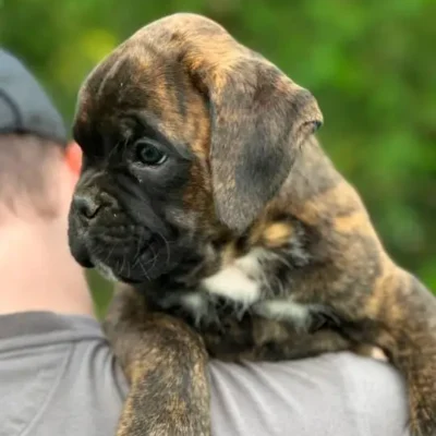 Brindle male 4 litter M