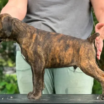 Brindle male 4 litter M