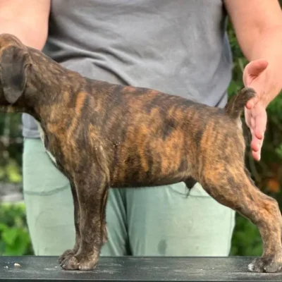 Brindle male 4 litter M