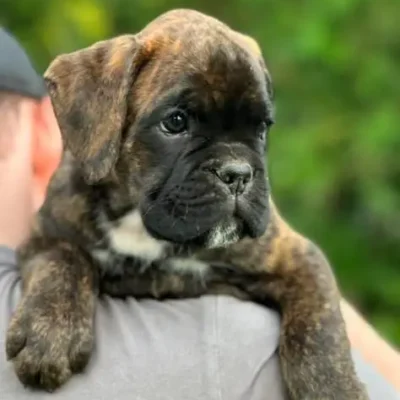 Brindle male 4 litter M