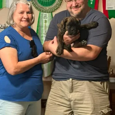 Brindle male 4 litter M