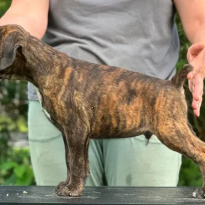 Brindle male 4 litter M