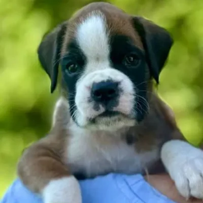 Fawn male 1 litter N