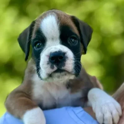 Fawn male 1 litter N