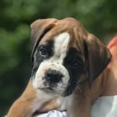 Fawn male 1 litter N