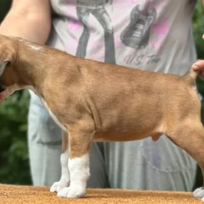 Fawn male 1 litter N