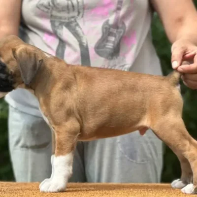 Fawn male 1 litter N