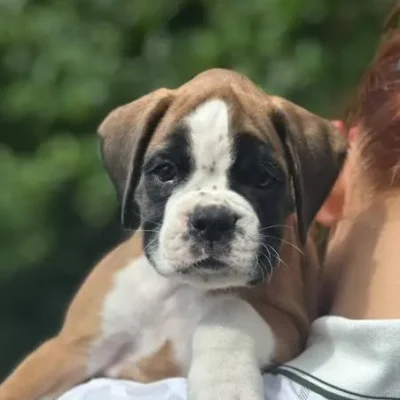Fawn male 1 litter N