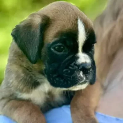 Fawn male 2 litter N