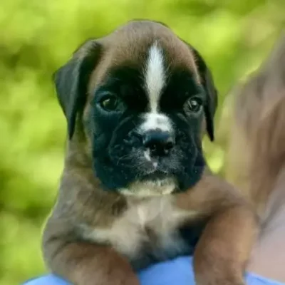 Fawn male 2 litter N 2