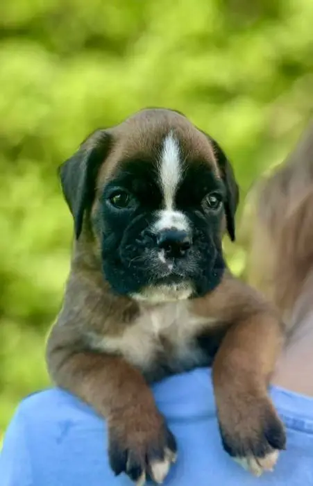 Fawn male 2 litter N