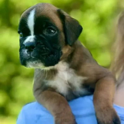 Fawn male 2 litter N