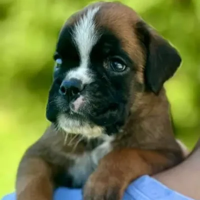 Fawn male 3 litter N