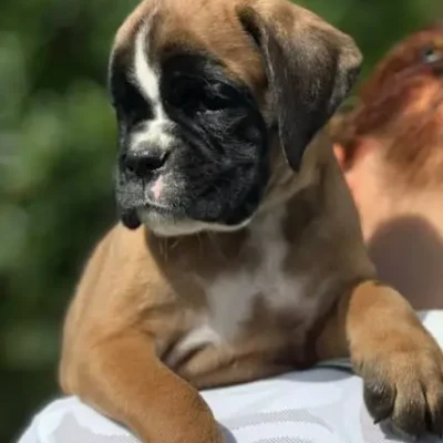 Fawn male 3 litter N